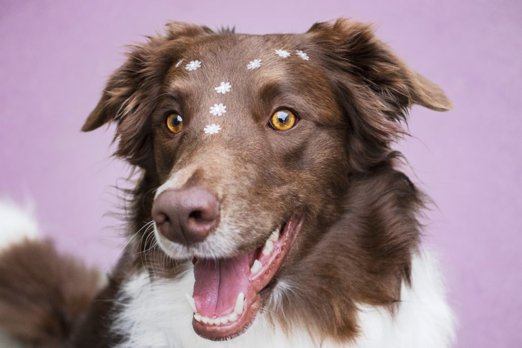 Contratar el seguro para perros obligatorio